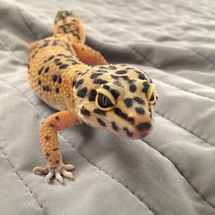 The Fascinating Tangerine Leopard Gecko