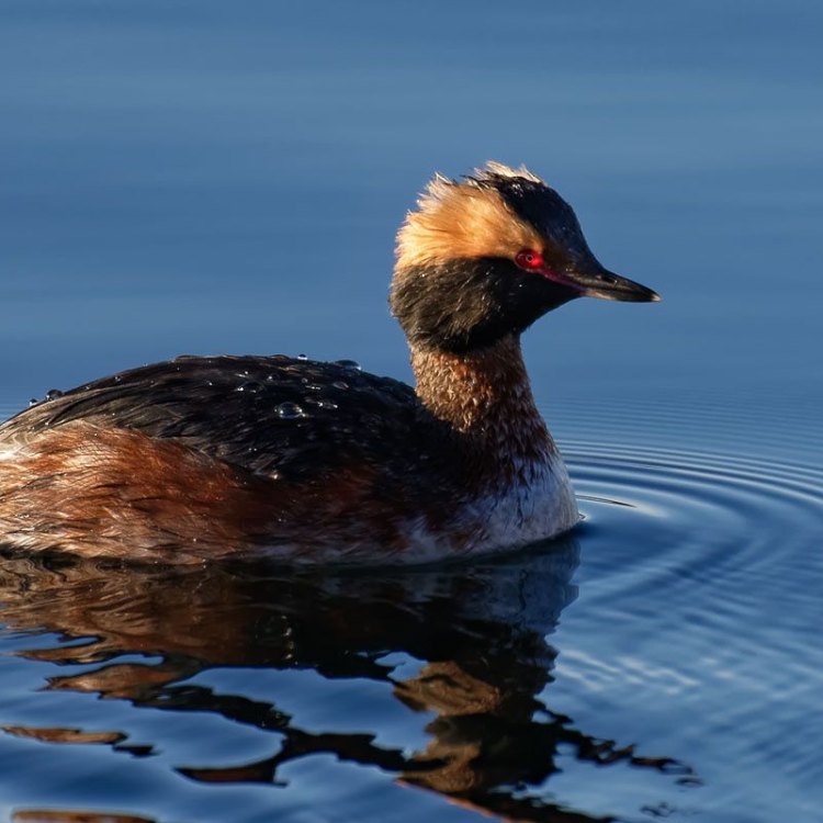 The Fascinating World of the Horned Grebe: A Compact Avian Wonder