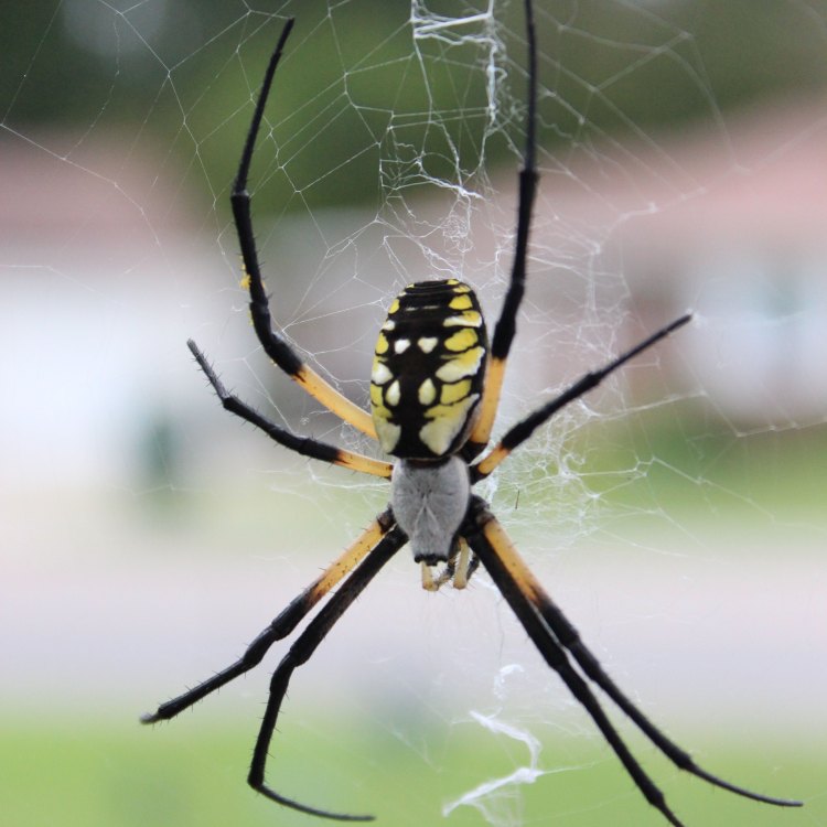The Beautiful and Fearless Garden Spider