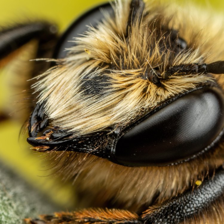 The Fascinating World of Mason Bees