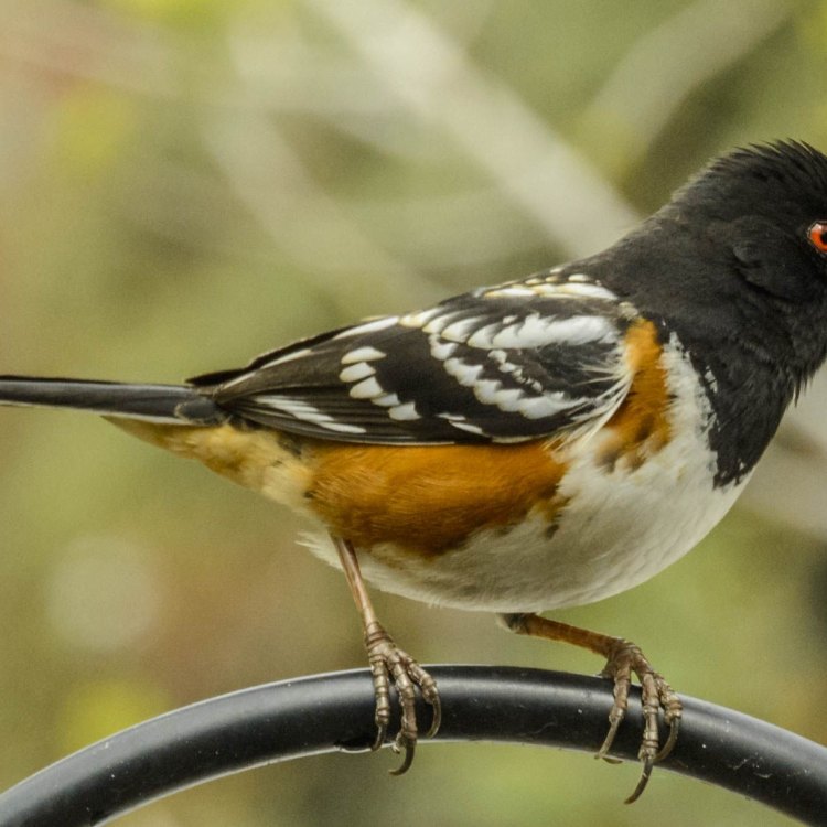 The Colorful and Endearing Towhee: A Hidden Gem of North America