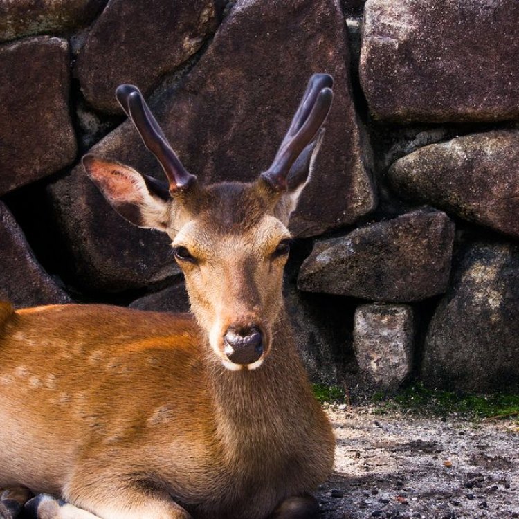 The Endearing Beauty of Sika Deer: A Majestic Species from East Asia