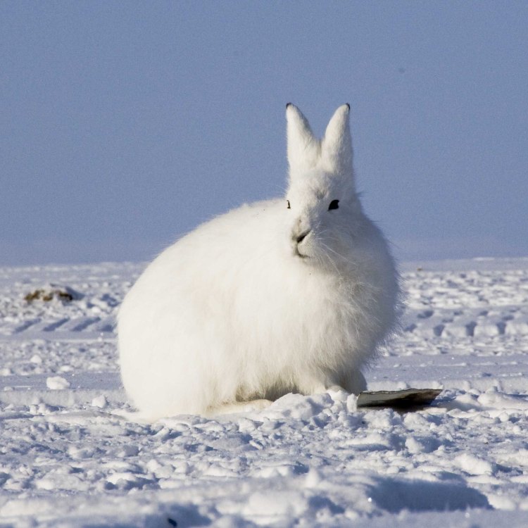 The Fascinating Life of the Arctic Hare: Surviving in the Harshest Environments
