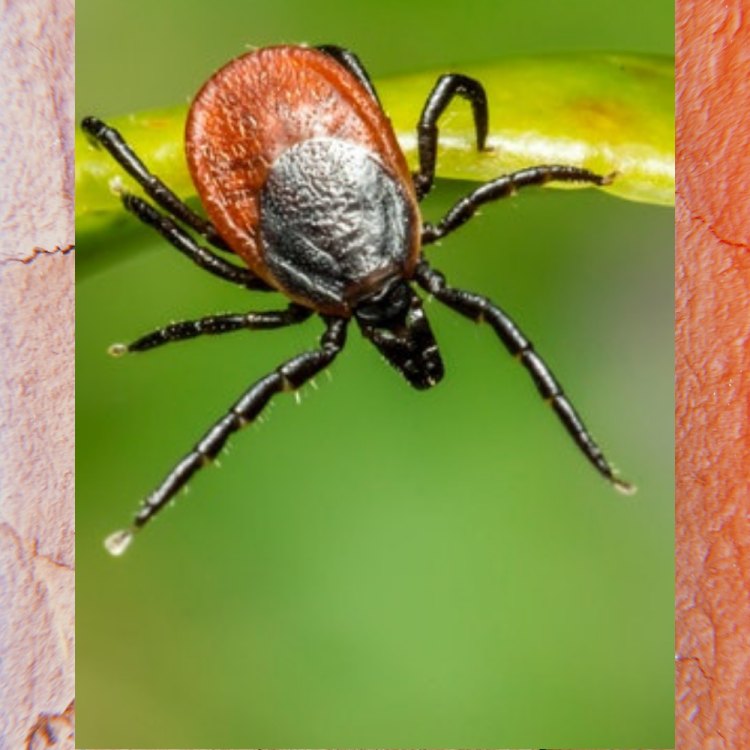 The Deer Tick: A Parasitic Threat in North American Forests