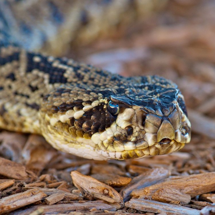 The Deadly and Fascinating Rattlesnake: A Closer Look at this Iconic Reptile
