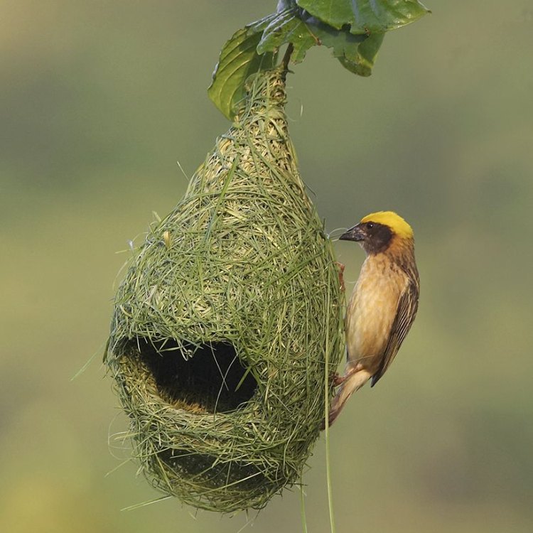 The Fascinating Baya: A Colorful Bird of the Indian Subcontinent