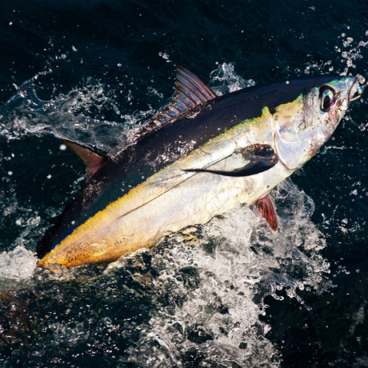 The Alluring Albacore Tuna: A Deeper Dive