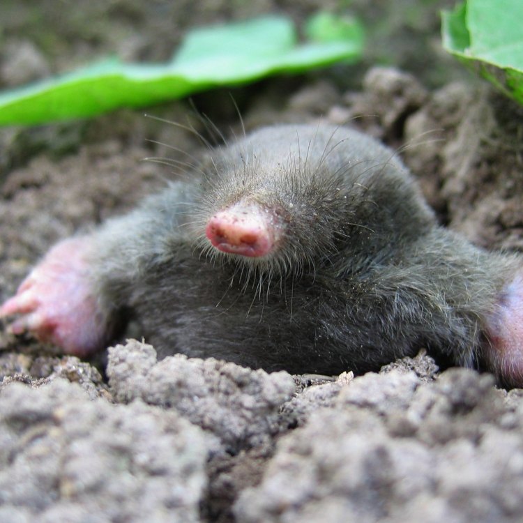 The Fascinating Life of the Mole: A Subterranean Master of Survival