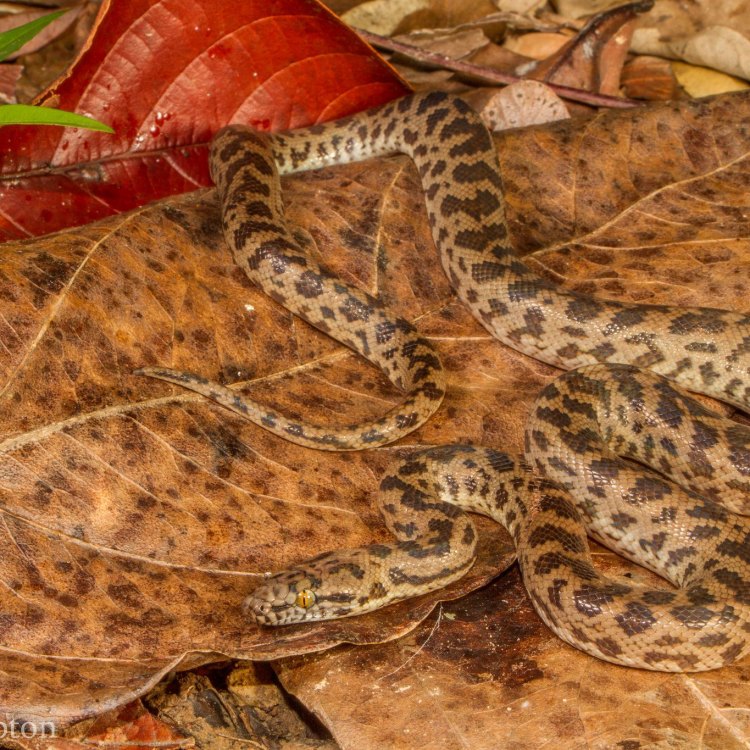 The Fascinating Spotted Python: A Unique Reptile of Australia