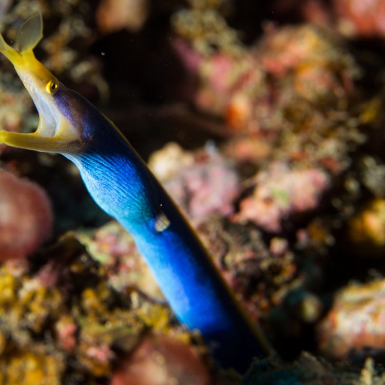 The Beautiful Ribbon Eel: Mystique and Majesty of the Coral Reefs
