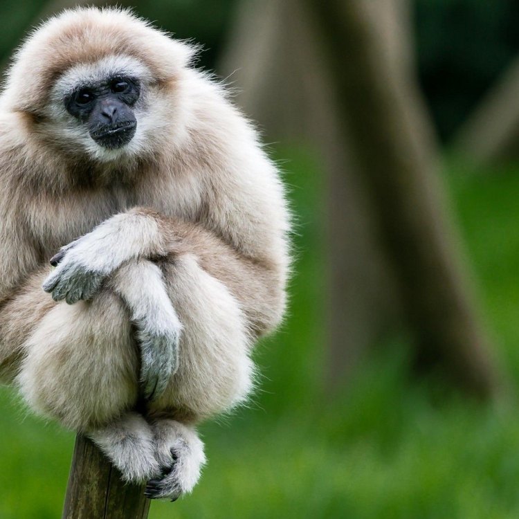 Gibbon: The Fascinating Ape of Southeast Asia