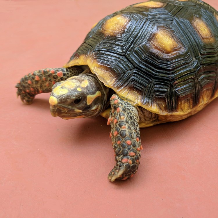 The Fascinating World of Red Footed Tortoises