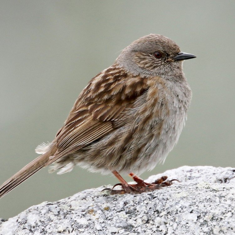The Unique Dunnock: A Small but Mighty Bird