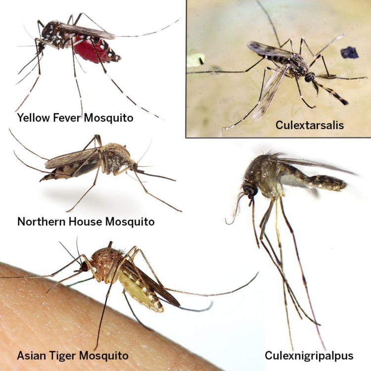 The Mighty Mosquito: Uncovering the Truth Behind the Most Dangerous Insect in the World