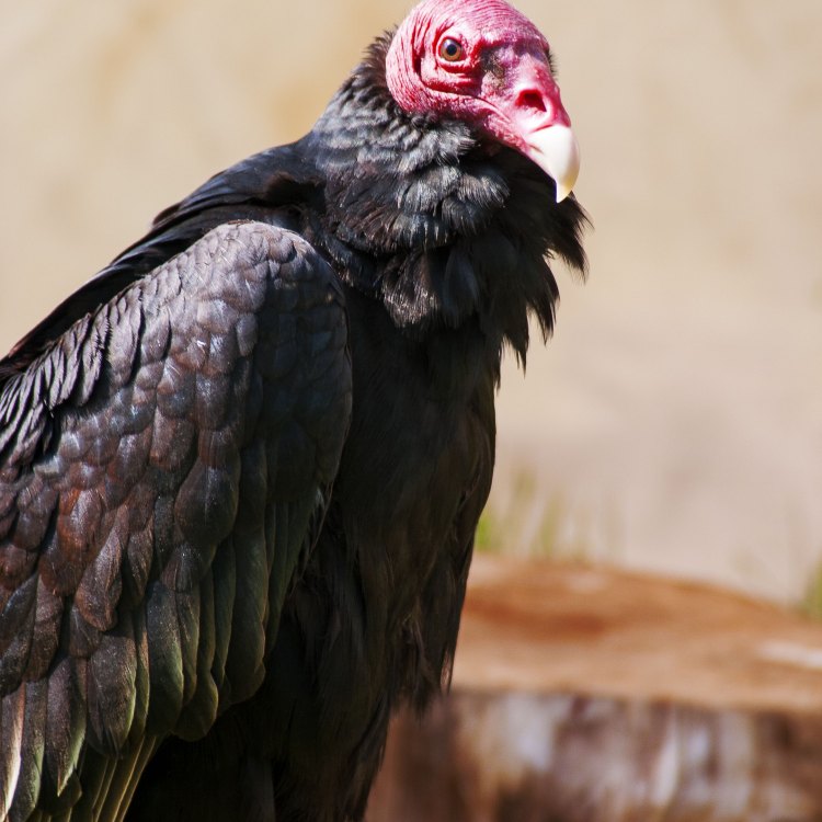The Mysterious Red Headed Vulture: Surviving in the Wild