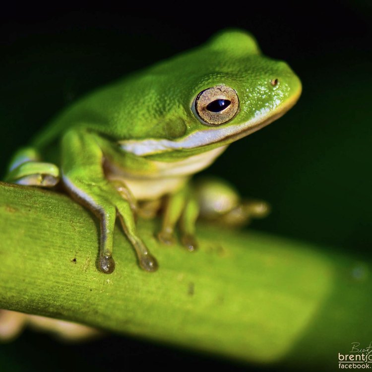 The Mighty Green Frog: A Fascinating Amphibian of North America