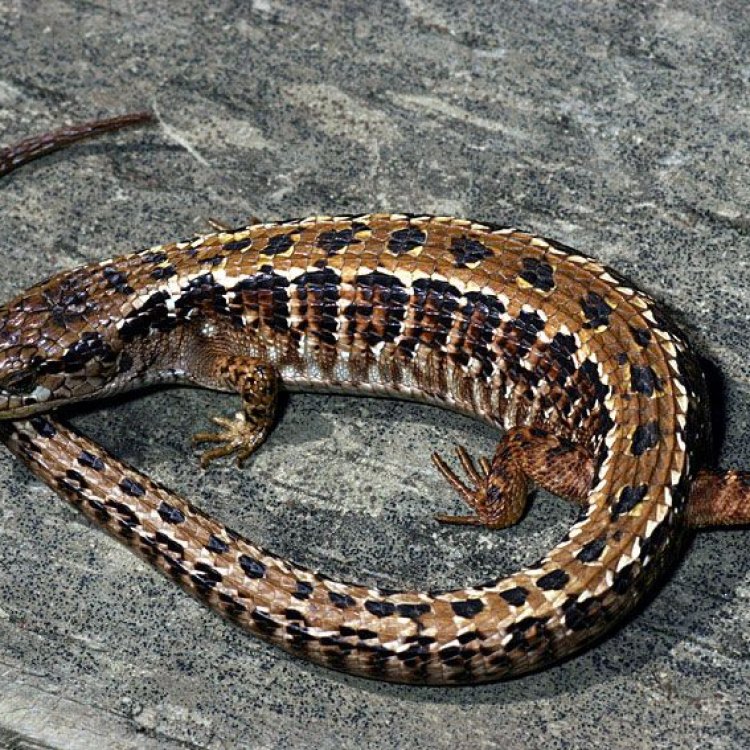 Uncovering the Fascinating World of the Northern Alligator Lizard