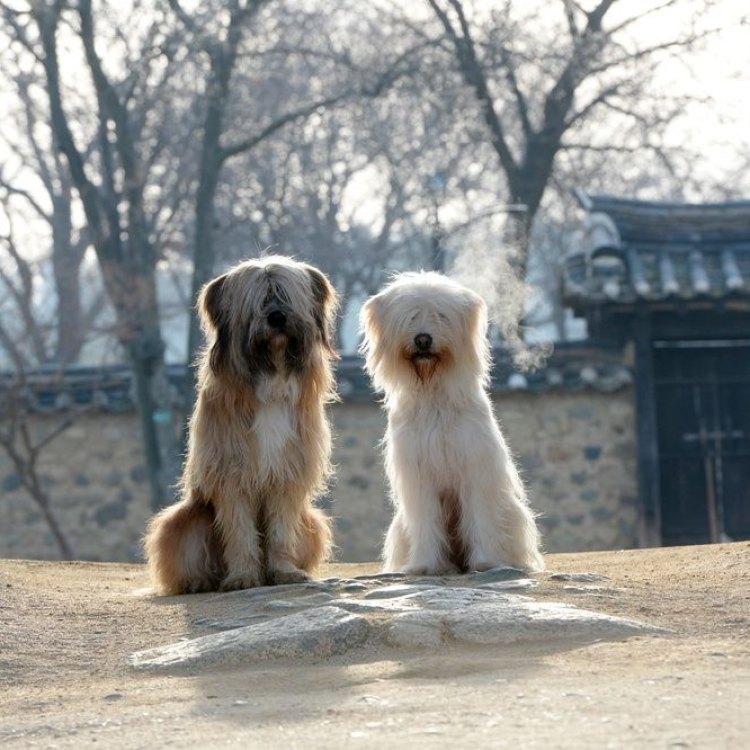 The Unique Sapsali Dog Breed: A National Treasure of South Korea