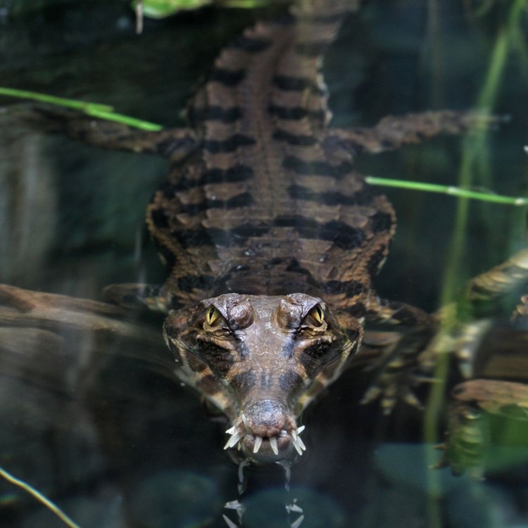 Freshwater Crocodile: A Stealthy Predator of Northern Australia