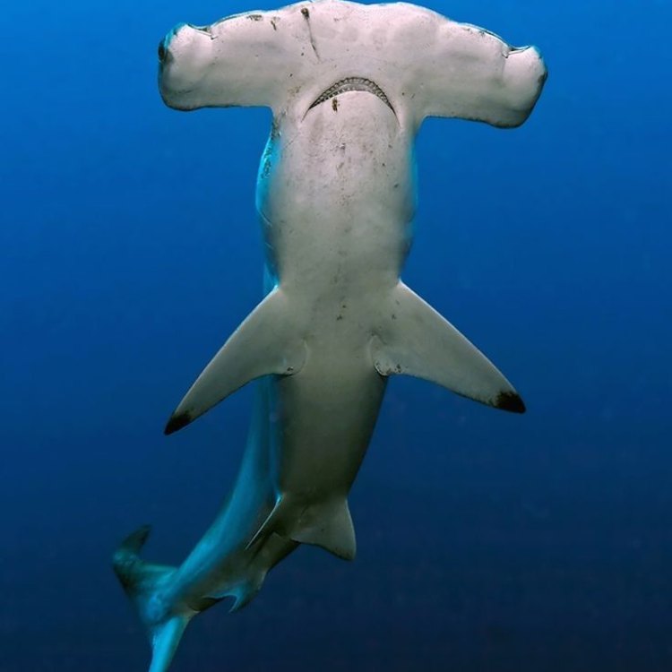 The Magnificent Hammerhead Shark: A Fascinating Ocean Predator