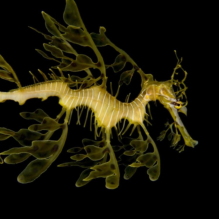 The Fascinating Sea Dragon: A Master of Camouflage