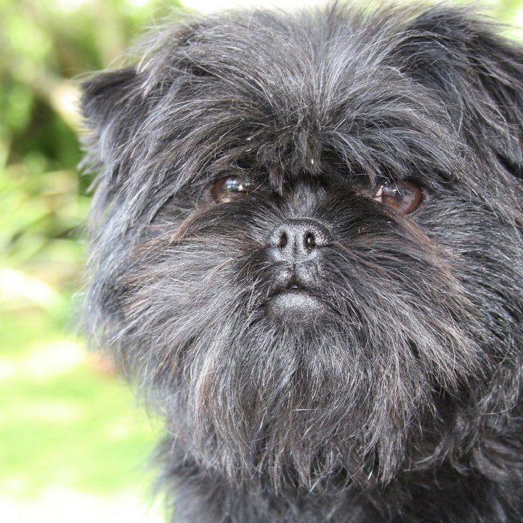 The Small Yet Mighty Affenpinscher: A Domesticated Dog with a Rebellious Nature