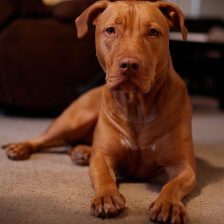 The Enduring Spirit of the Red Nose Pit Bull
