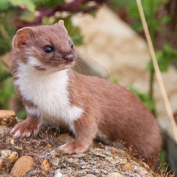 The Mischievous Weasel: All You Need to Know About this Elusive Carnivore