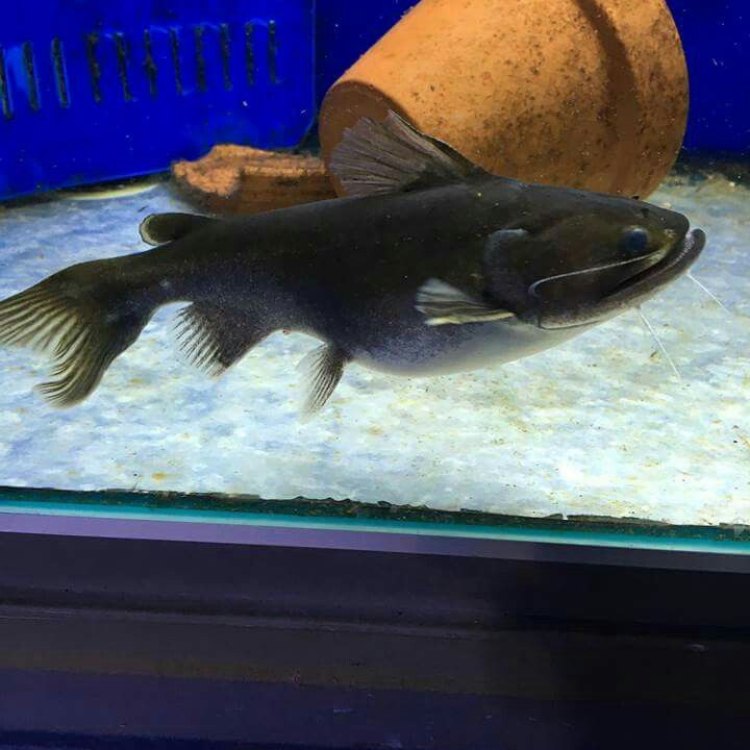 The Unbelievable Abilities of the Gulper Catfish