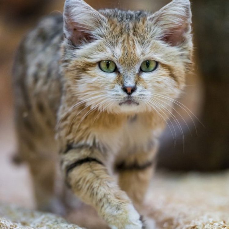 The Fascinating World of Sand Cats: A Mysterious Feline of the Desert