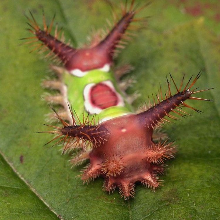 The Intriguing World of the Saddleback Caterpillar