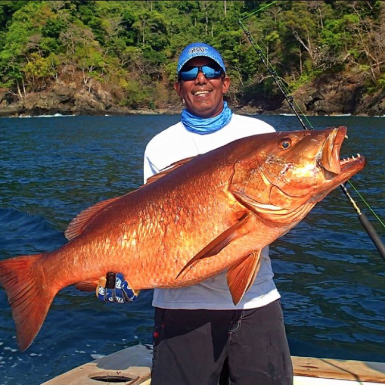 The Fascinating World of the Cubera Snapper