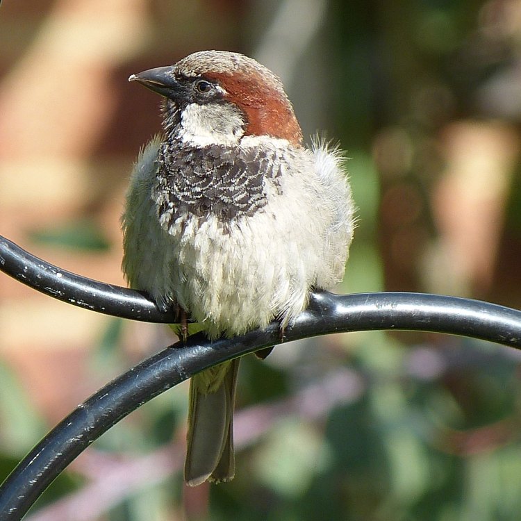 The Endearing House Sparrow: A Common But Extraordinary Bird