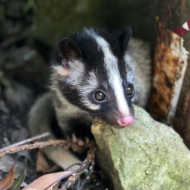 The Fascinating Masked Palm Civet: A Carnivorous Creature of Southern China