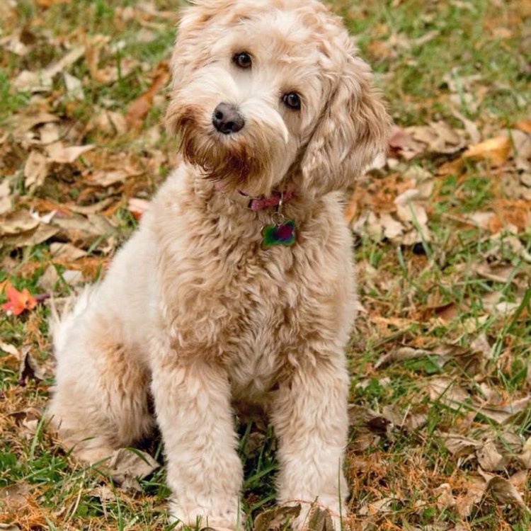 The Fascinating World of the Labradoodle: From Australia to Suburban Homes Worldwide