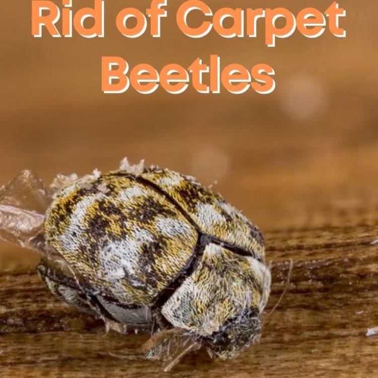 The Fascinating World of Carpet Beetles