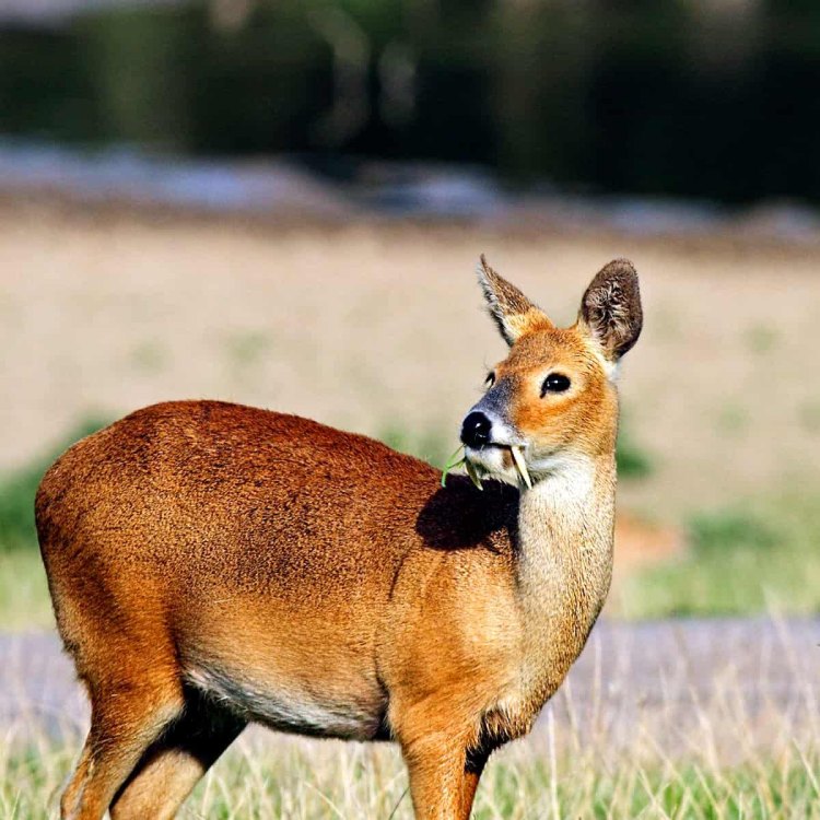 The Unique Chinese Water Deer: A Hidden Gem of Eastern China