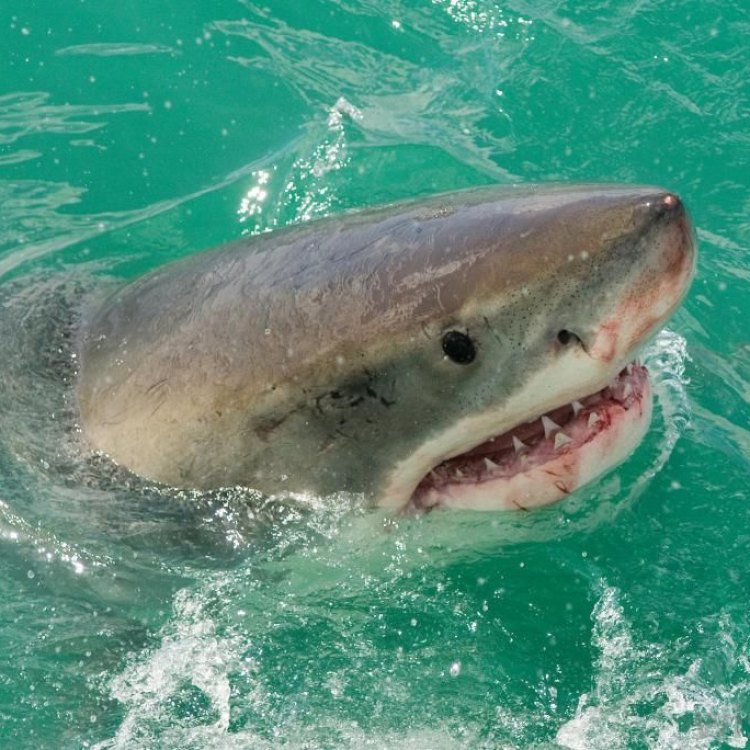 The Ferocious and Fascinating Salmon Shark: A Natural Wonder