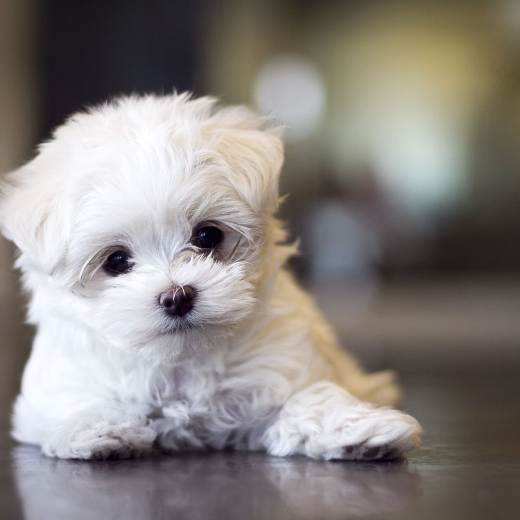 The Adorable and Beloved Maltese Dog: A Companion for Life