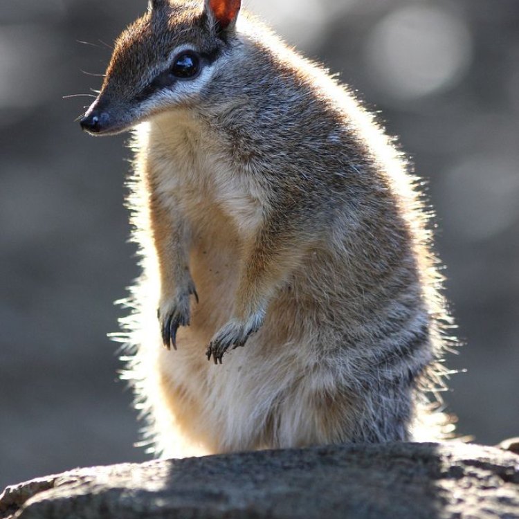 The Fascinating World of Numbats: Australia's Striped Ant-Eating Marvel