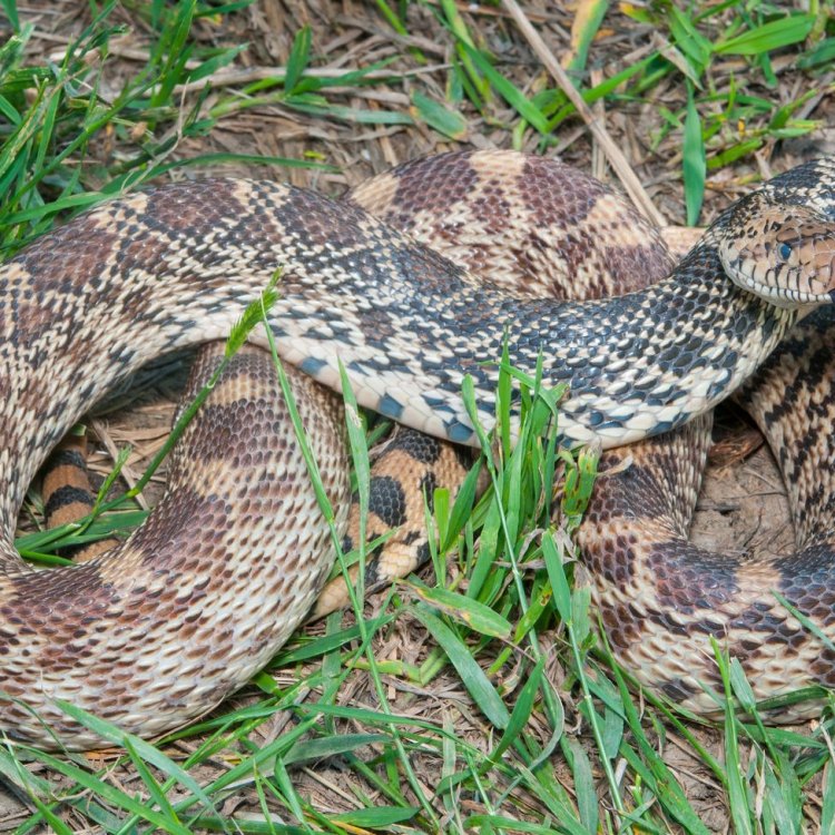 The Mighty Bullsnake: Exploring the Characteristics of Pituophis catenifer sayi