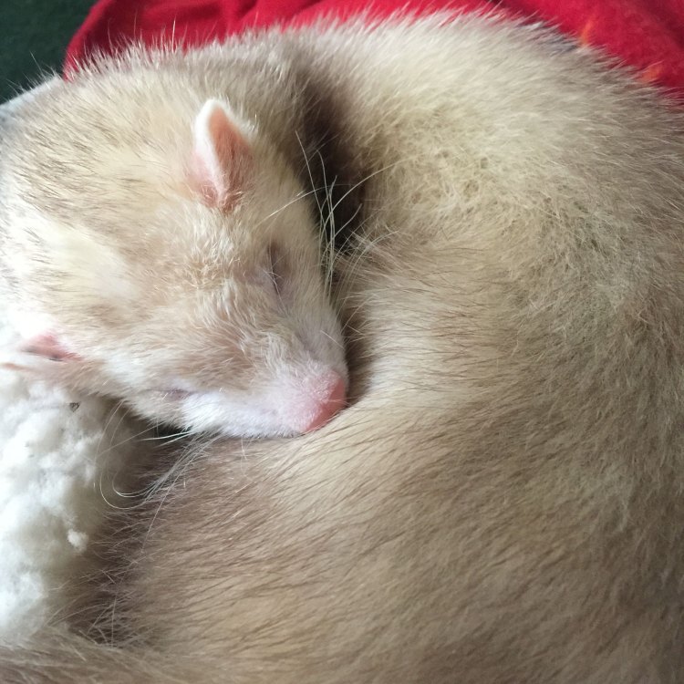 The Magnificent Cinnamon Ferret: A Fascinating Creature of the Animal Kingdom