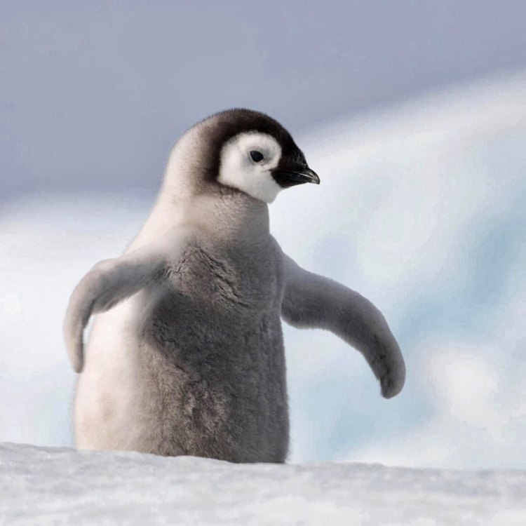 The Lovable Little Penguin: A Fascinating Creature of the Southern Hemisphere