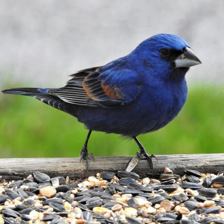 The Breathtaking Blue Grosbeak: The Jewel of North and Central America