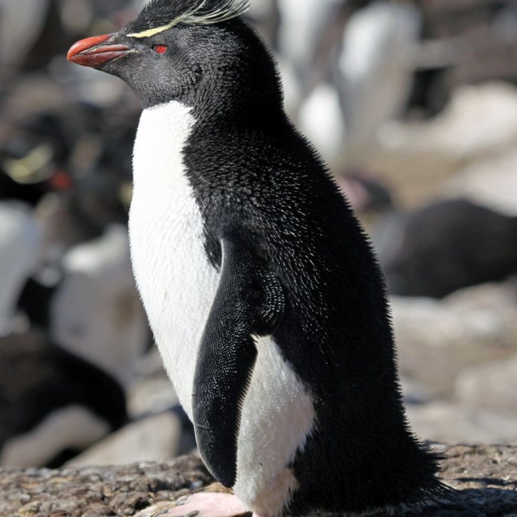The Stunning Rockhopper Penguin: A Unique Species Adapted to Life in the Southern Ocean