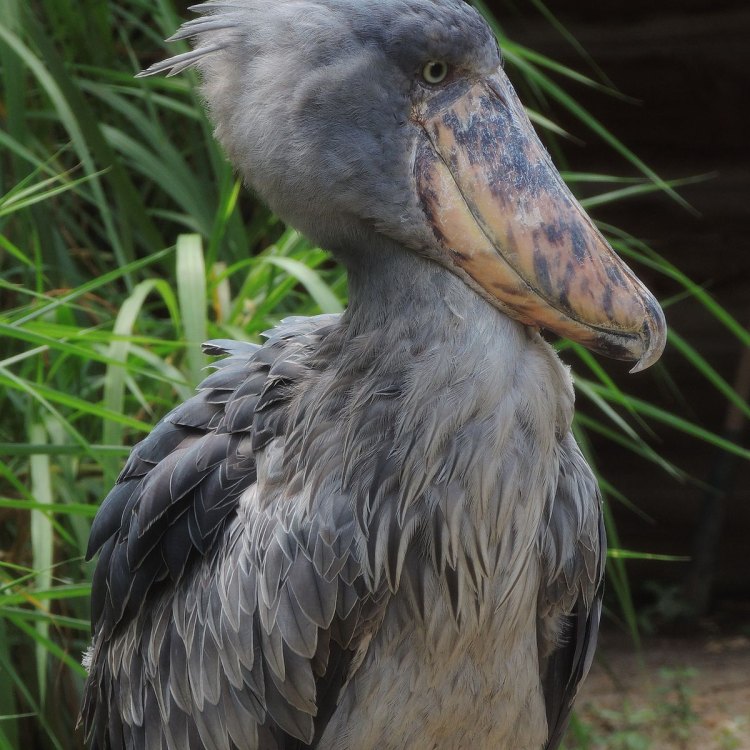 The Majestic Shoebill Stork: A Rare and Enigmatic Bird of Eastern Africa
