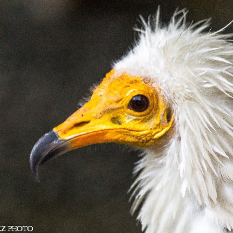 The Magnificent Egyptian Vulture: A Stunning Bird of Prey