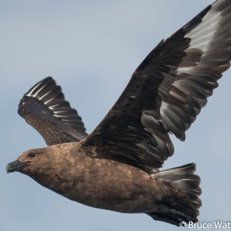 The Fierce and Fearless Skua: A Master of the Arctic and Antarctic Oceans