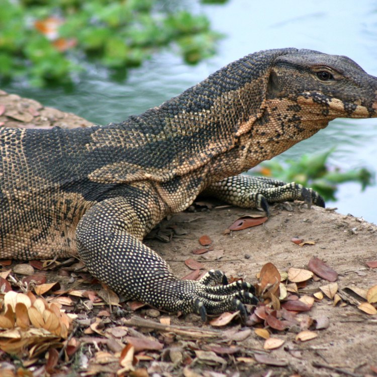The Magnificent Asian Water Monitor: A Master of Adaptability
