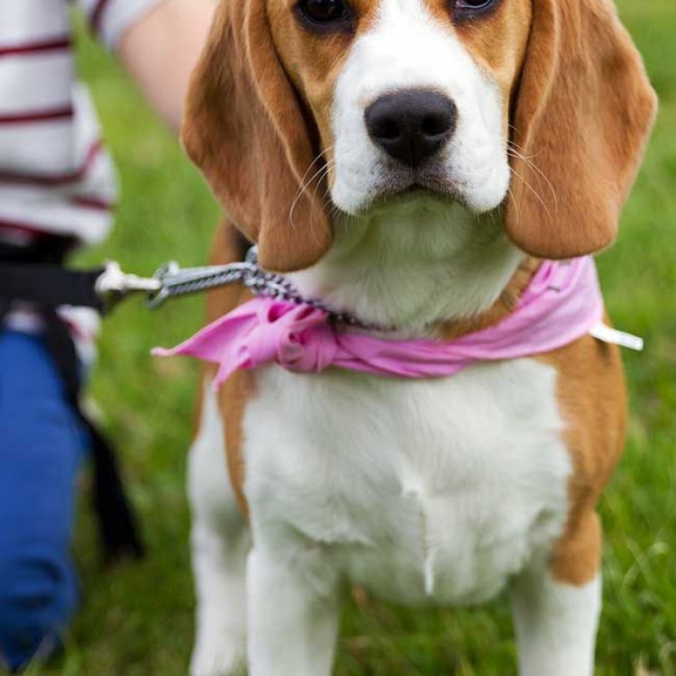 The Beaglier: Combining the Best of Two Beloved Breeds